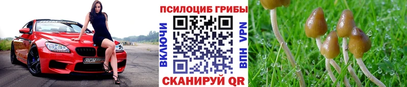 Галлюциногенные грибы Psilocybine cubensis  Курильск 